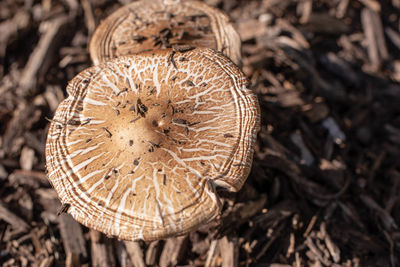 Close-up of mushroom growing on field