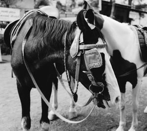 Horses standing on field