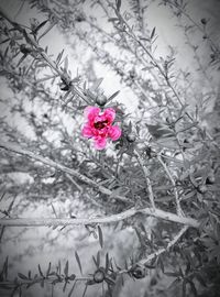 Close-up of pink flowers