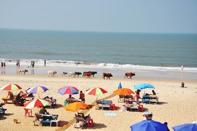 Herd of cow walking on beach