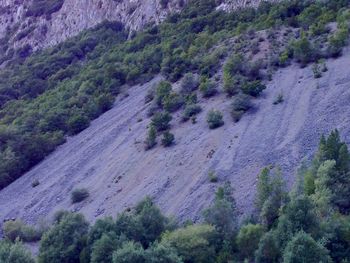 High angle view of trees on mountain