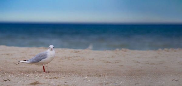 Seagulls on beach