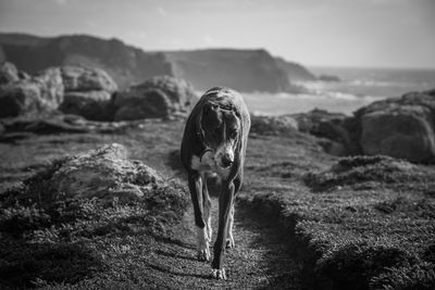 Dog standing on beach