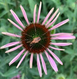 Close-up of pink flower