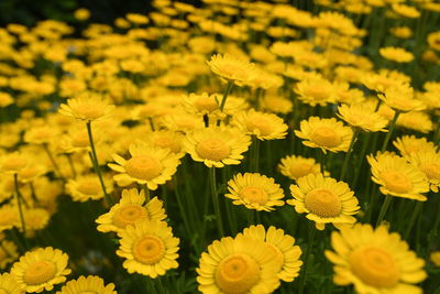 Close-up of yellow flowers in field