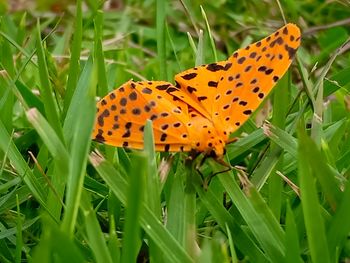 Close-up of butterfly on orange flower