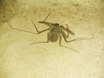 Close-up of insect