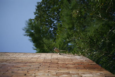 Low angle view of bird perching on a tree
