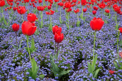 Close-up of red poppy blooming in field