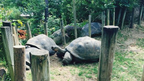 View of sheep on wooden post at zoo