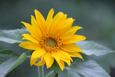 Close-up of sunflower