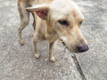 High angle view of dog on street