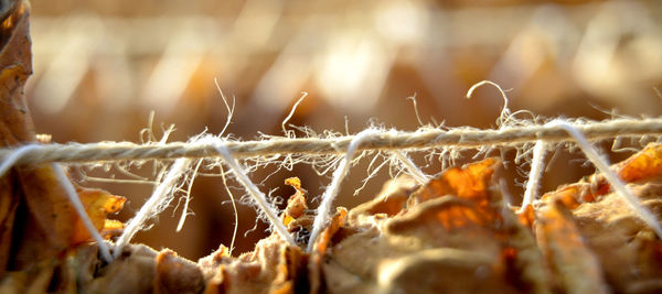 Close-up of plants during winter