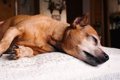 Close-up of dog sleeping