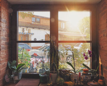 Potted plants on window sill