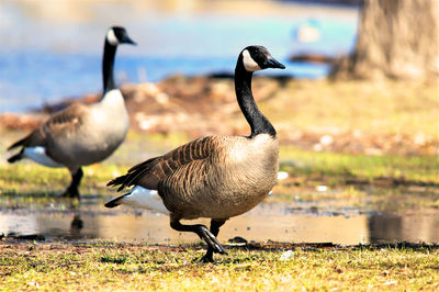 Ducks on a field