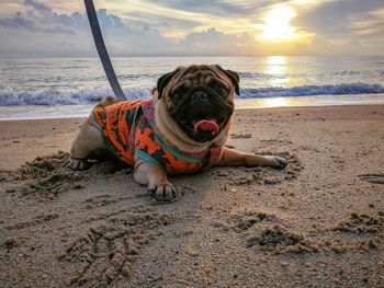 Dog at beach during sunset