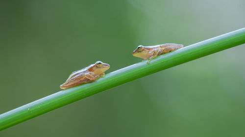 Close-up of frog on leaf