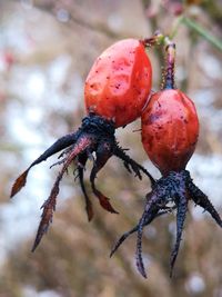 Close-up of insect on fruit