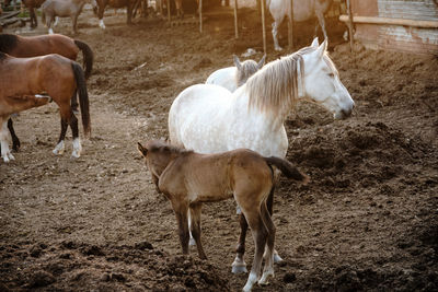 Horses standing in ranch