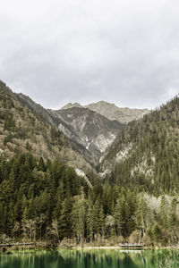 Scenic view of trees in forest against sky