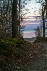 Scenic view of trees growing on beach against sky