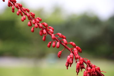 Close-up of red berries on plant