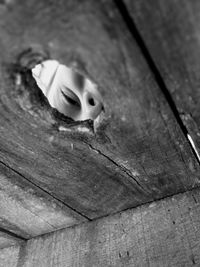 Close-up of lizard on wood