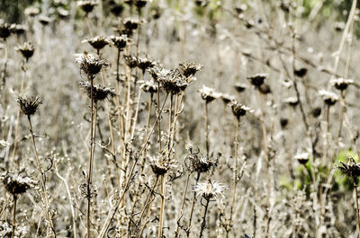 Close-up of flowers on plant