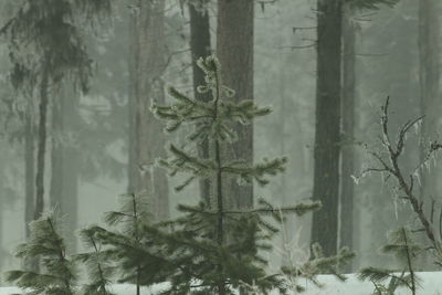 Close-up of tree trunk in forest during winter