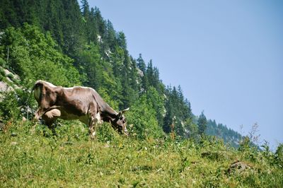 Cow grazing in a field in the mountains