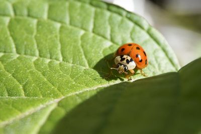 Close-up of ladybug on leaf