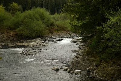 Stream flowing through forest