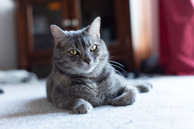 Portrait of cat relaxing at home