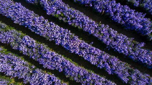 Aerial view margaret flower field, rows of margaret or marguerite flower,  thailand.