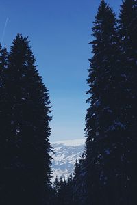 Scenic view of trees against sky