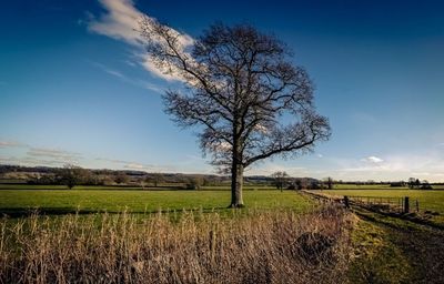 Scenic view of grassy field against sky