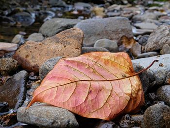 Close-up of maple leaves on field