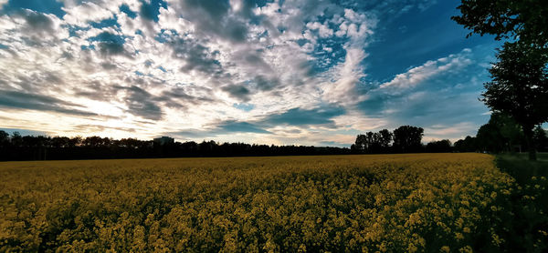 Scenic view of field against sky during sunset