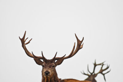 Low angle view of deer against sky