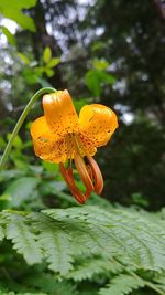 Close-up of yellow flower blooming outdoors