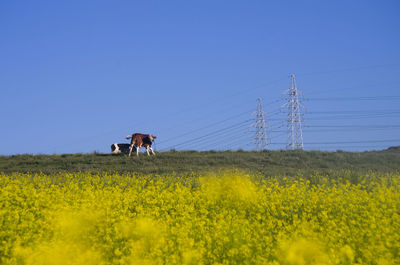 Scenic view of field against clear sky
