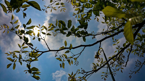 Low angle view of flowering plant against sky