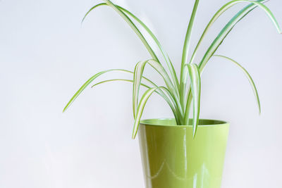 Close-up of potted plant against white background