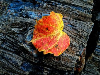 Close-up of maple leaves