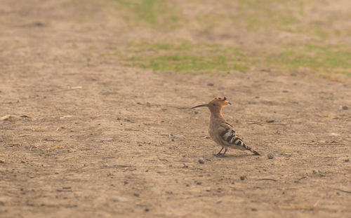 View of squirrel running on land