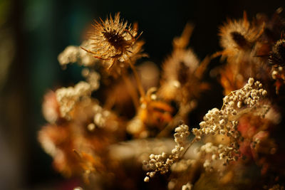 Close-up of flowering plant