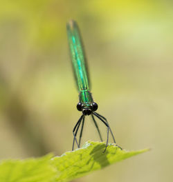 Close-up of damselfly on leaf