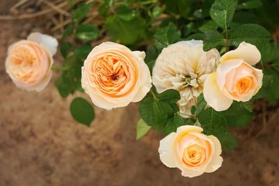 High angle view of rose roses