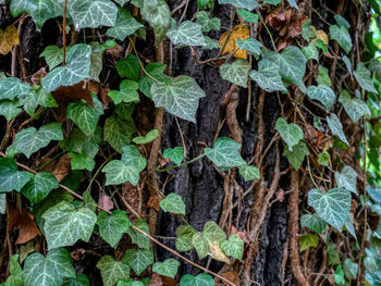 Full frame shot of ivy growing on field